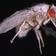 A Fruit Fly Born In Outer Space